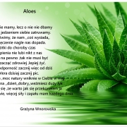 aloes